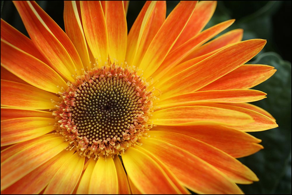 Orange Blast I art print by Tammy Putman for $57.95 CAD