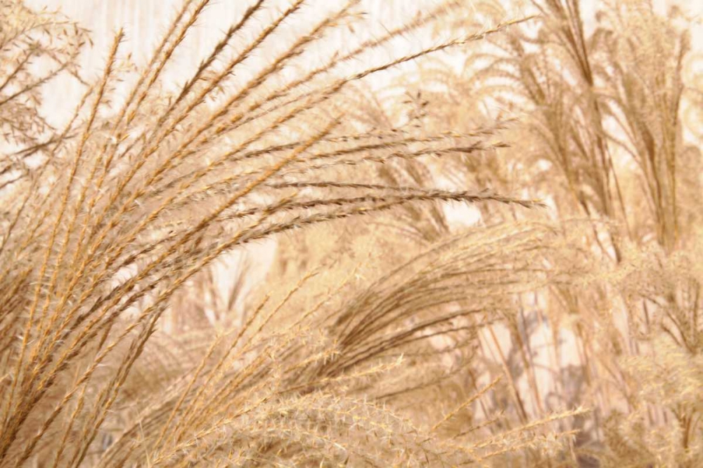 Blowing Grass II art print by Dana Styber for $57.95 CAD
