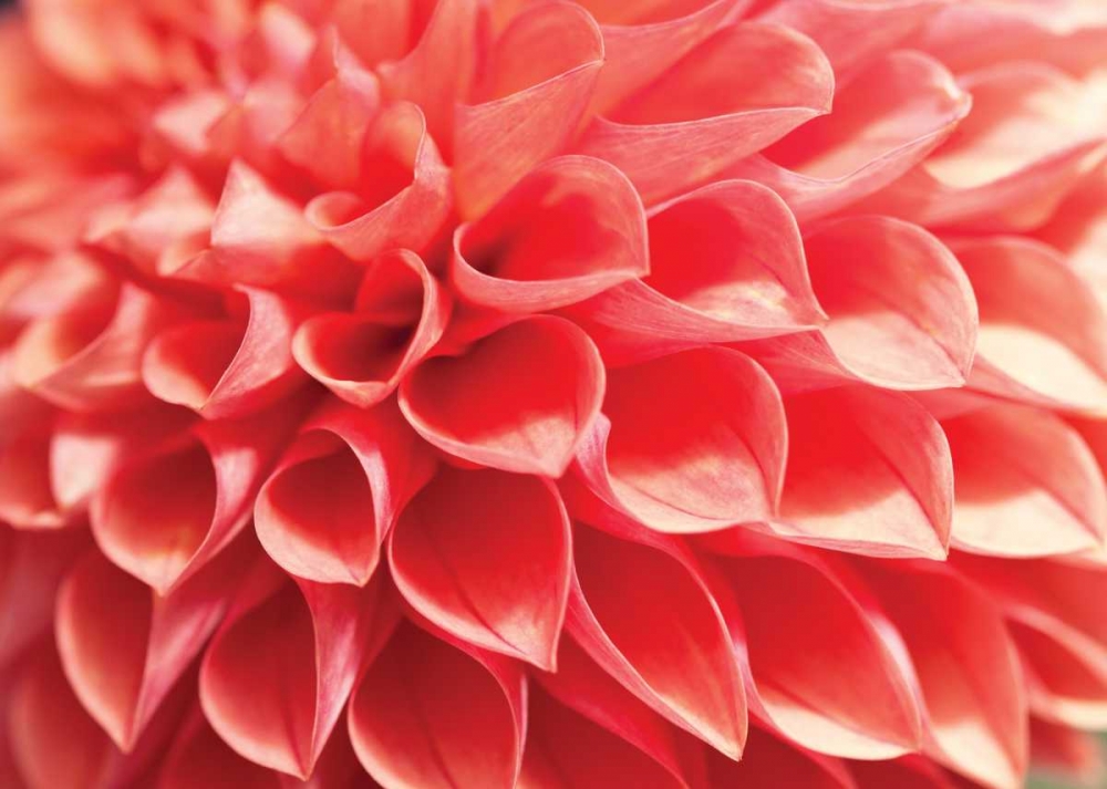 Coral Funnel Dahlia art print by Dana Styber for $57.95 CAD