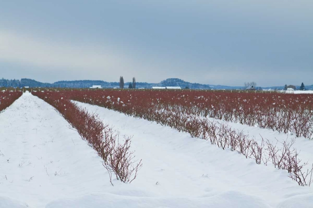Berries Under Snow II art print by Dana Styber for $57.95 CAD