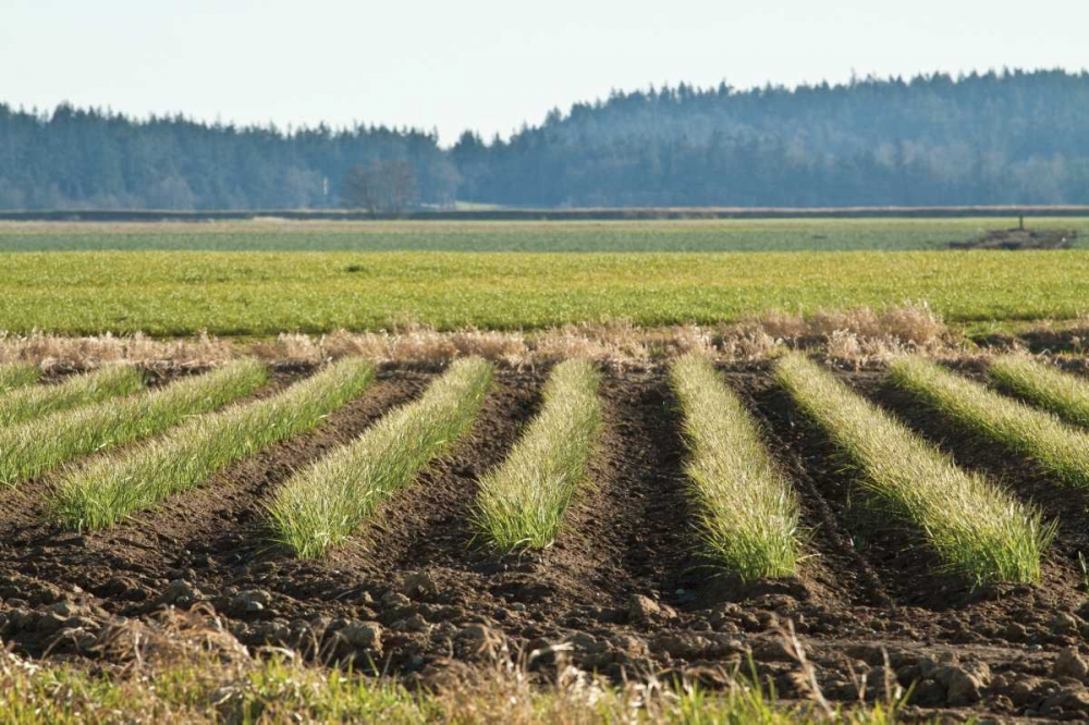 Golden Green Rows art print by Dana Styber for $57.95 CAD