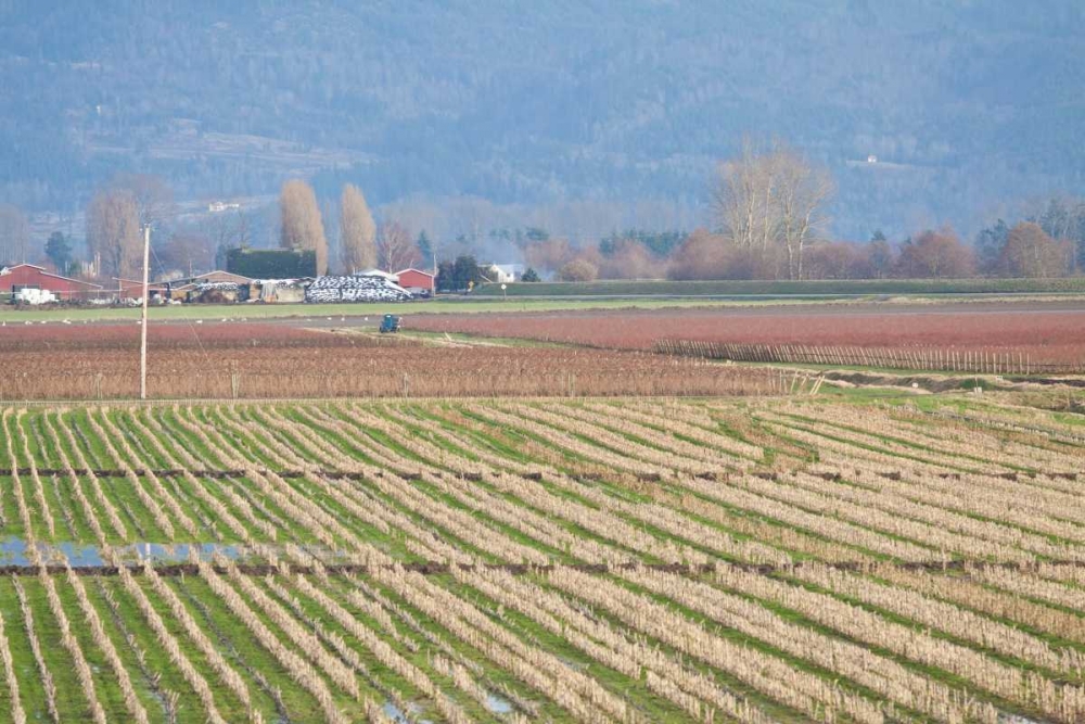 Red and Gold Fields I art print by Dana Styber for $57.95 CAD