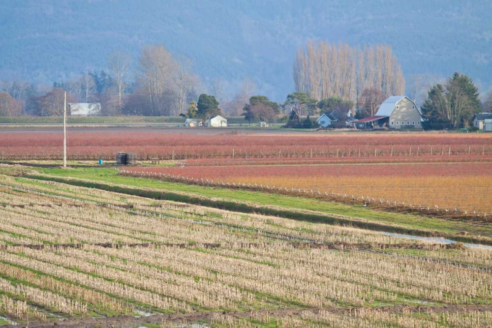 Red and Gold Fields II art print by Dana Styber for $57.95 CAD