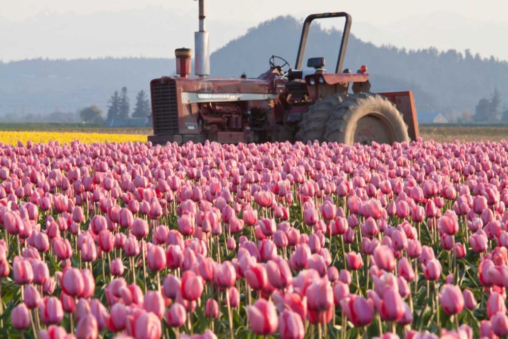 Tractor and Tulips II art print by Dana Styber for $57.95 CAD