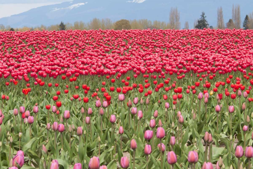 Red Tulip Mound I art print by Dana Styber for $57.95 CAD
