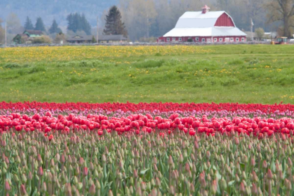 Red Tulip Barn art print by Dana Styber for $57.95 CAD