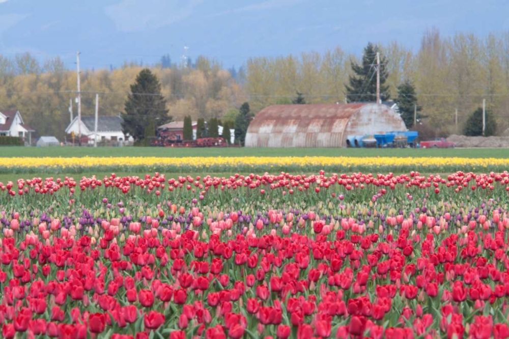 Red Tulip Farm art print by Dana Styber for $57.95 CAD