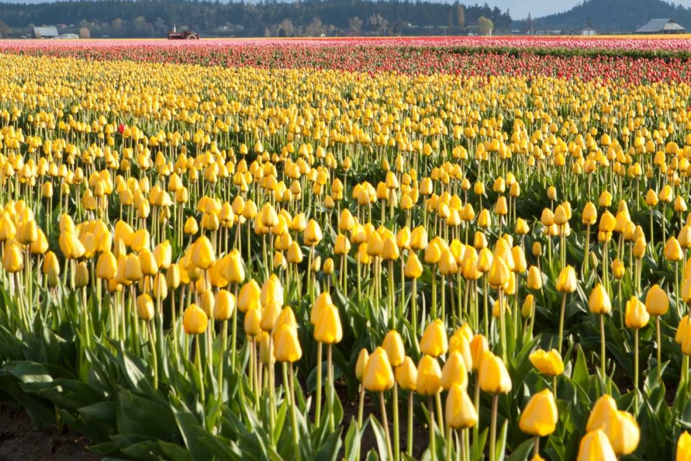 Yellow and Orange Tulips II art print by Dana Styber for $57.95 CAD