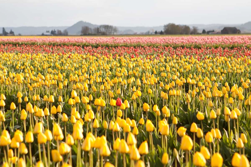 Yellow and Orange Tulips III art print by Dana Styber for $57.95 CAD