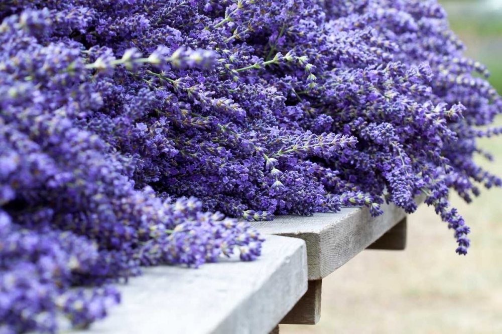 Lavender Harvest I art print by Dana Styber for $57.95 CAD