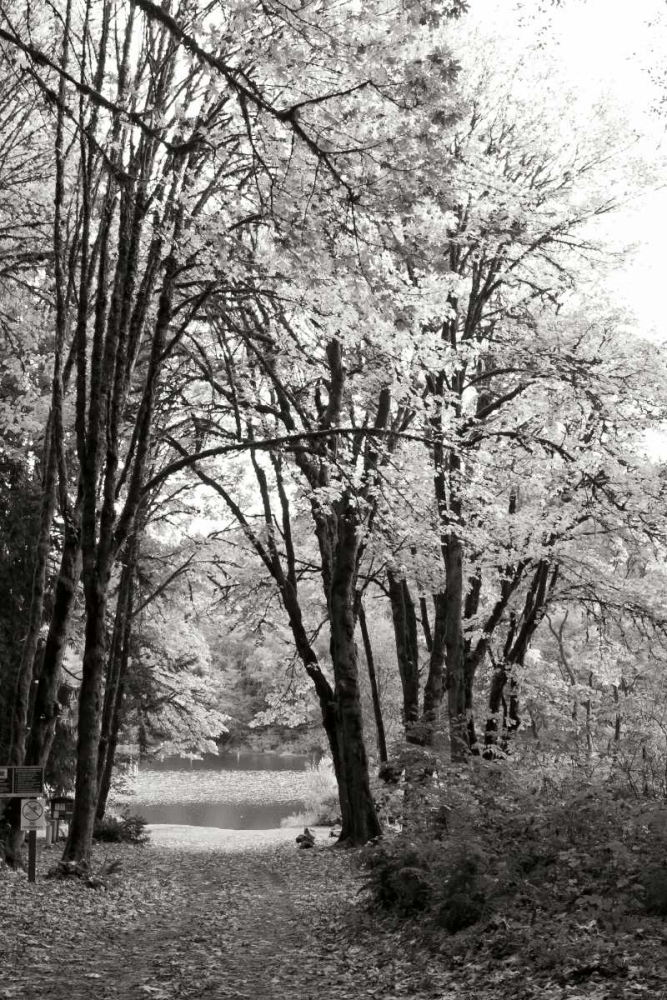 Baker Lake Trail I art print by Dana Styber for $57.95 CAD