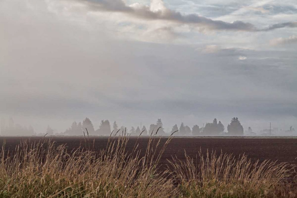 Foggy Morning II art print by Dana Styber for $57.95 CAD