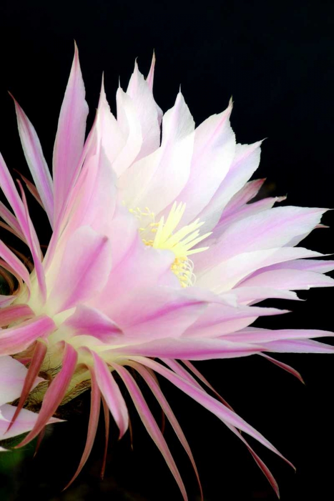 Echinopsis Flowers I art print by Douglas Taylor for $57.95 CAD