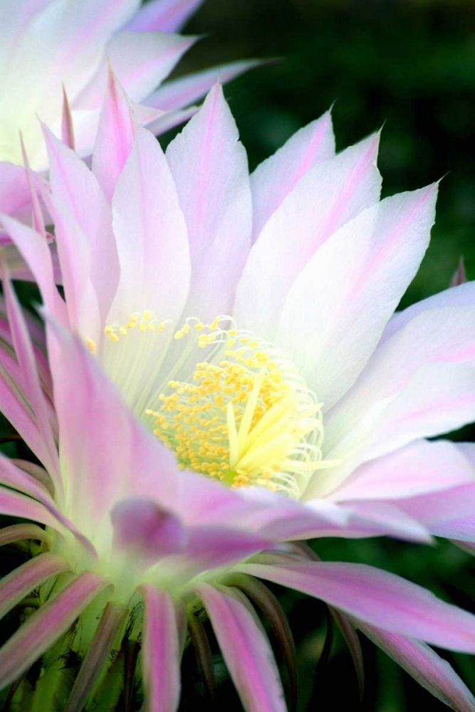 Echinopsis Flowers II art print by Douglas Taylor for $57.95 CAD