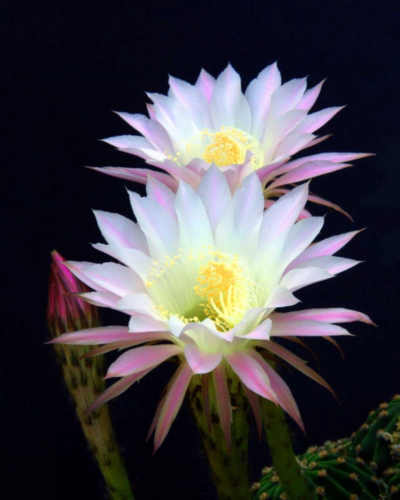 Echinopsis Flowers III art print by Douglas Taylor for $57.95 CAD