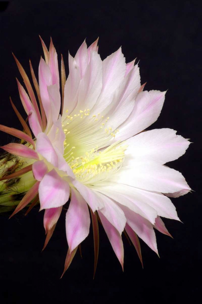 Echinopsis Flowers IV art print by Douglas Taylor for $57.95 CAD