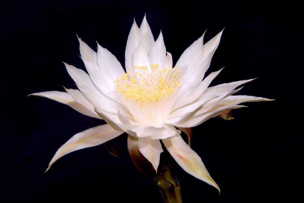 Night Blooms art print by Douglas Taylor for $57.95 CAD