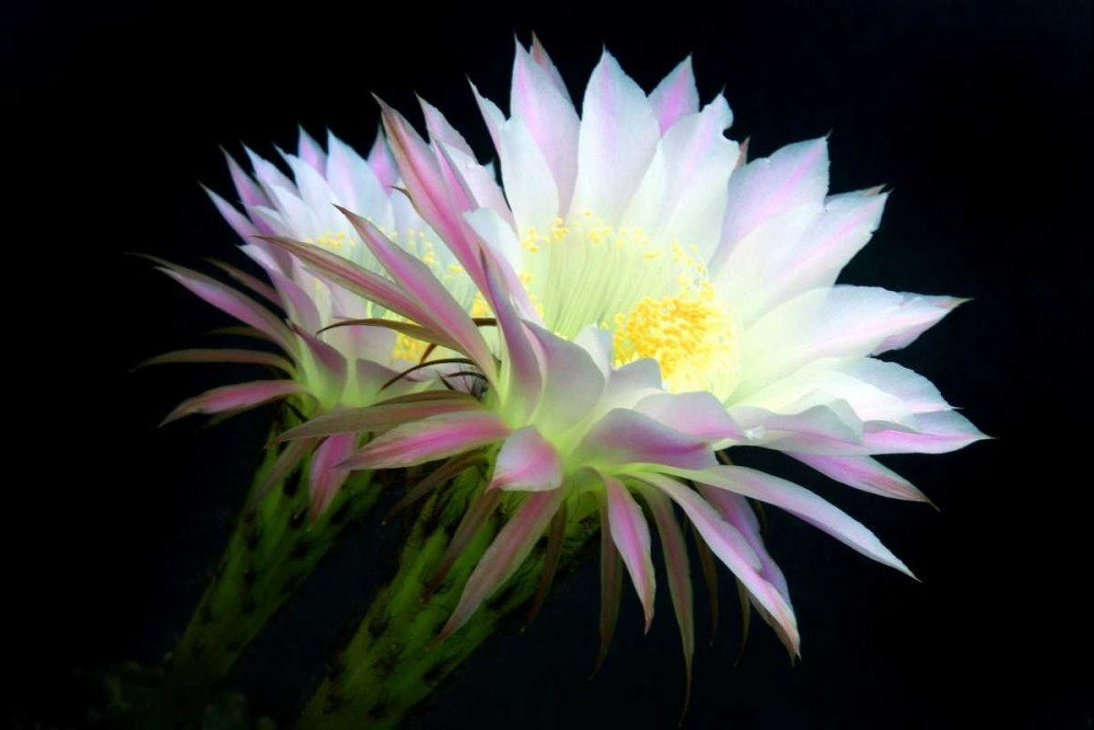 Blooms at Dawn art print by Douglas Taylor for $57.95 CAD