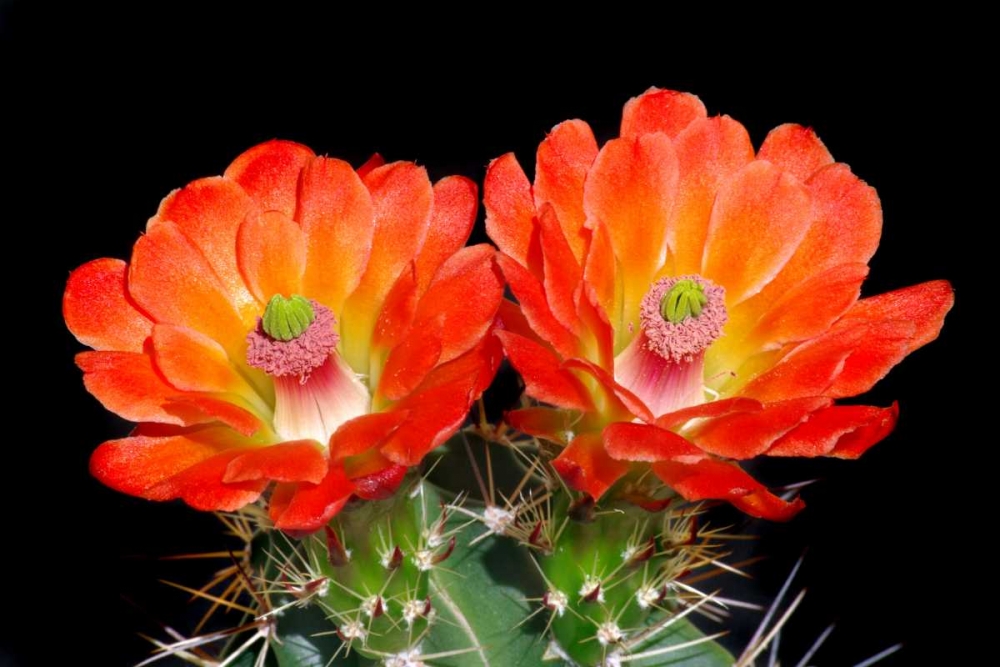 Claret Cup Flowers art print by Douglas Taylor for $57.95 CAD