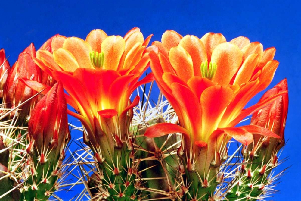 Claret Cups on Blue I art print by Douglas Taylor for $57.95 CAD