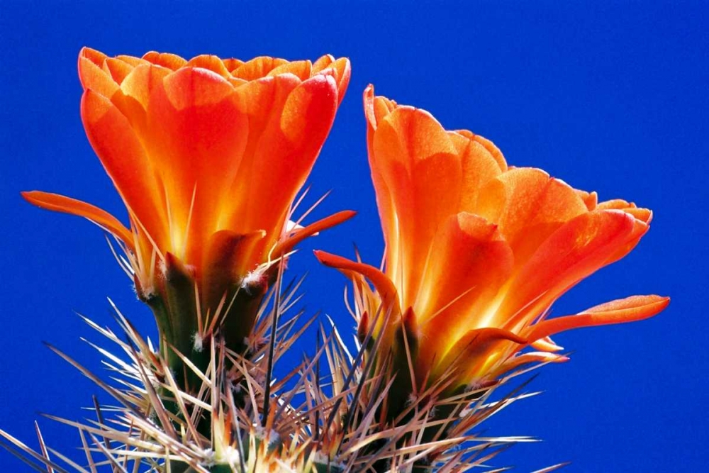 Claret Cups on Blue II art print by Douglas Taylor for $57.95 CAD