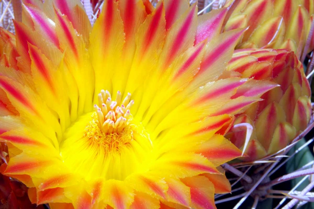 Cactus Flower I art print by Douglas Taylor for $57.95 CAD