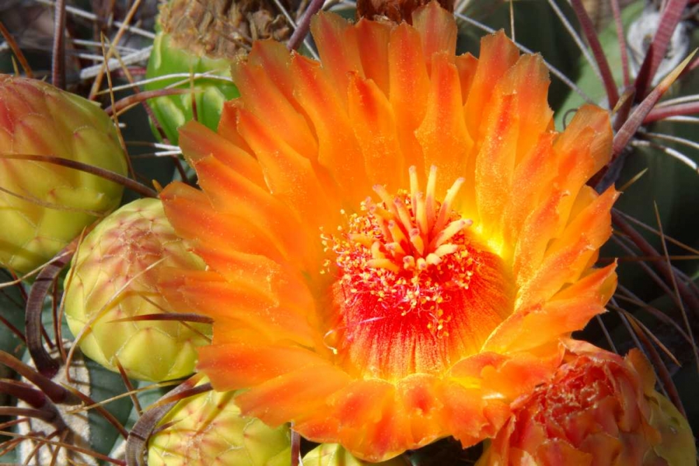 Cactus Flower II art print by Douglas Taylor for $57.95 CAD