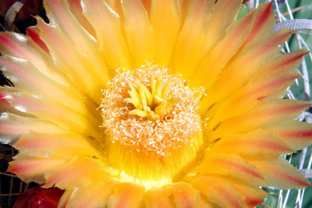 Cactus Flower III art print by Douglas Taylor for $57.95 CAD