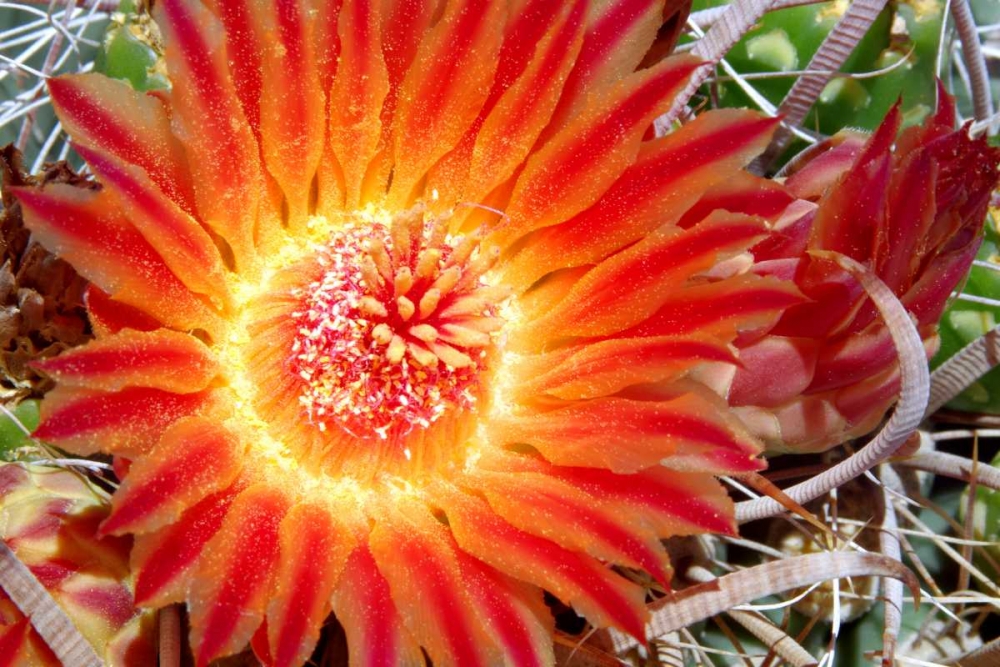 Cactus Flower IV art print by Douglas Taylor for $57.95 CAD
