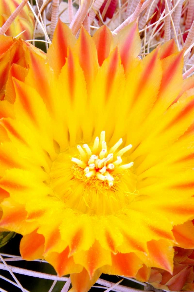 Cactus Flower V art print by Douglas Taylor for $57.95 CAD