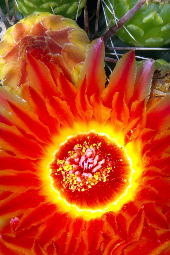 Cactus Flower VI art print by Douglas Taylor for $57.95 CAD