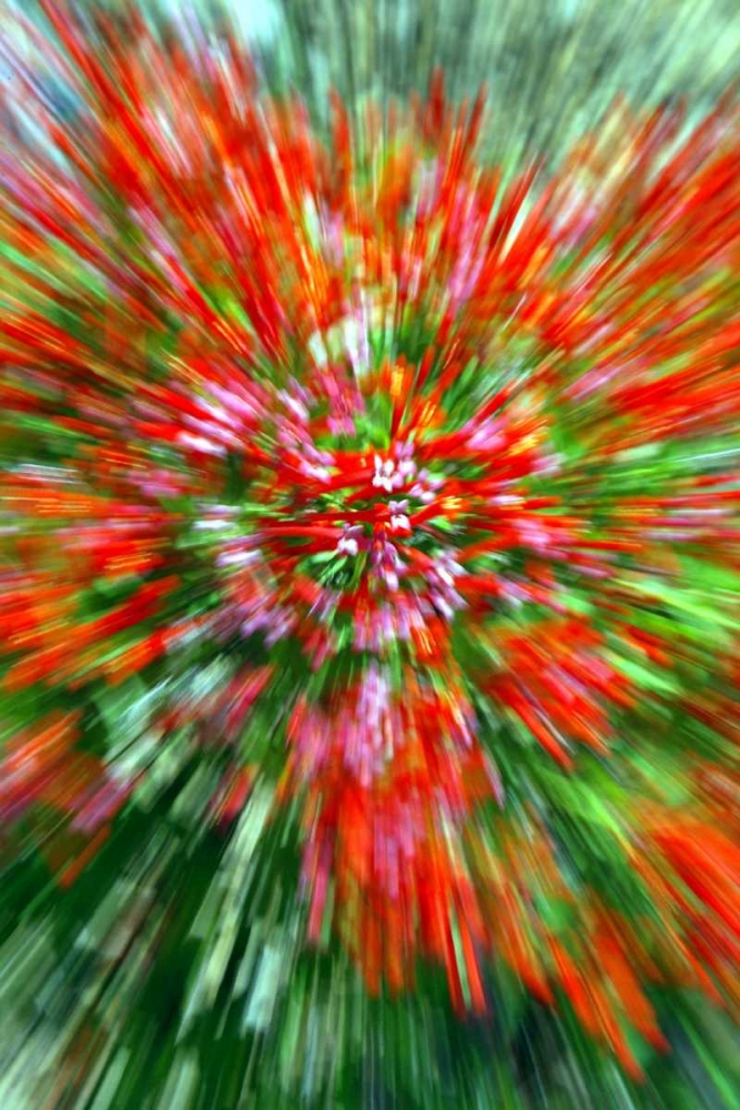 Firecracker Bush art print by Douglas Taylor for $57.95 CAD