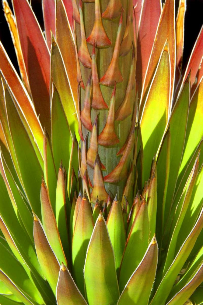 Colorful Agave I art print by Douglas Taylor for $57.95 CAD