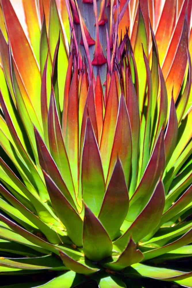 Colorful Agave II art print by Douglas Taylor for $57.95 CAD