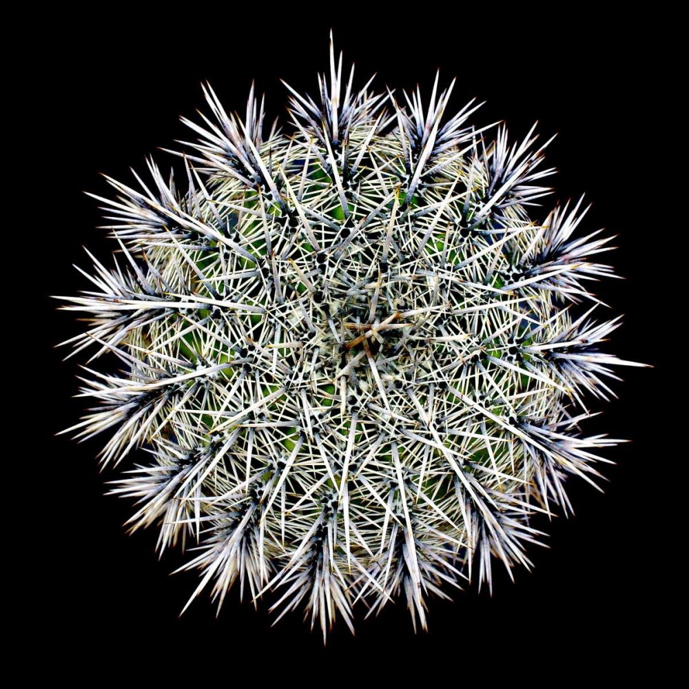 Saguaro Mandala I art print by Douglas Taylor for $57.95 CAD