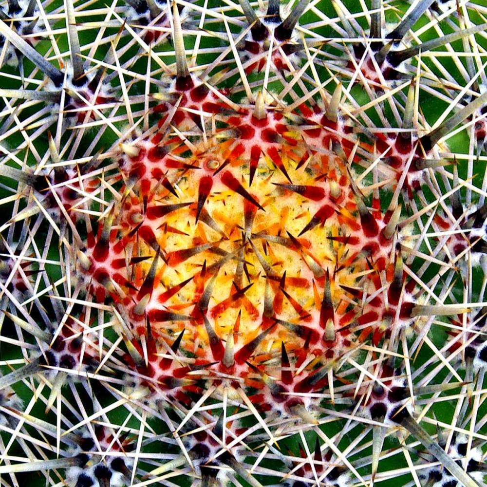 Saguaro Mandala II art print by Douglas Taylor for $57.95 CAD