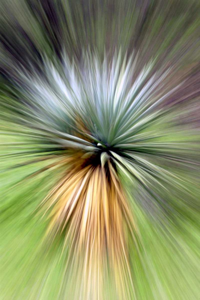 Mountain Yucca art print by Douglas Taylor for $57.95 CAD