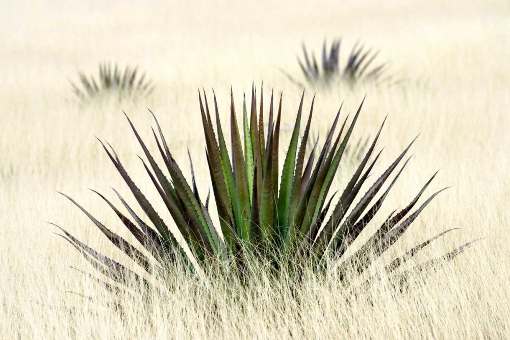 Agave I art print by Douglas Taylor for $57.95 CAD