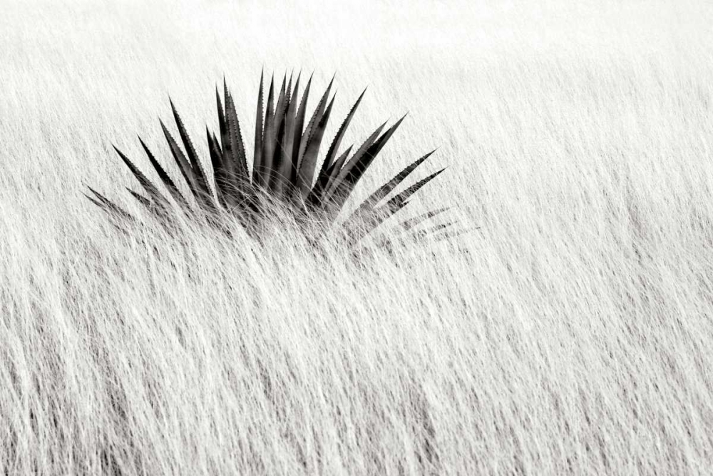 Agave BW II art print by Douglas Taylor for $57.95 CAD
