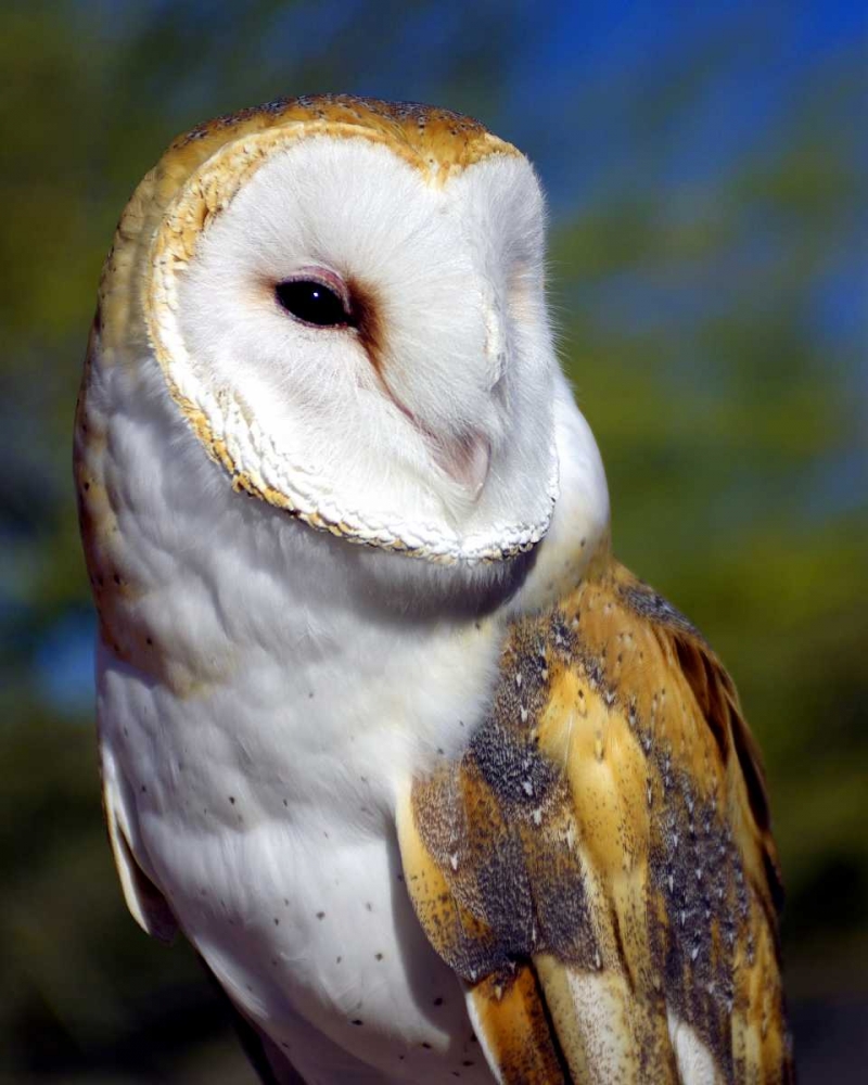Barn Owl art print by Douglas Taylor for $57.95 CAD