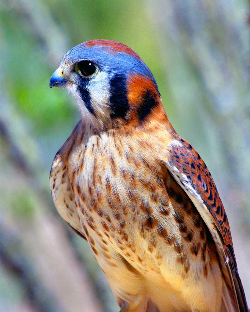 American Kestrel art print by Douglas Taylor for $57.95 CAD
