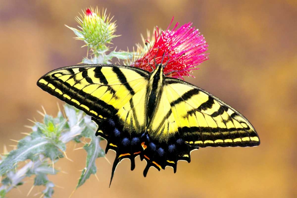 Swallowtail art print by Douglas Taylor for $57.95 CAD
