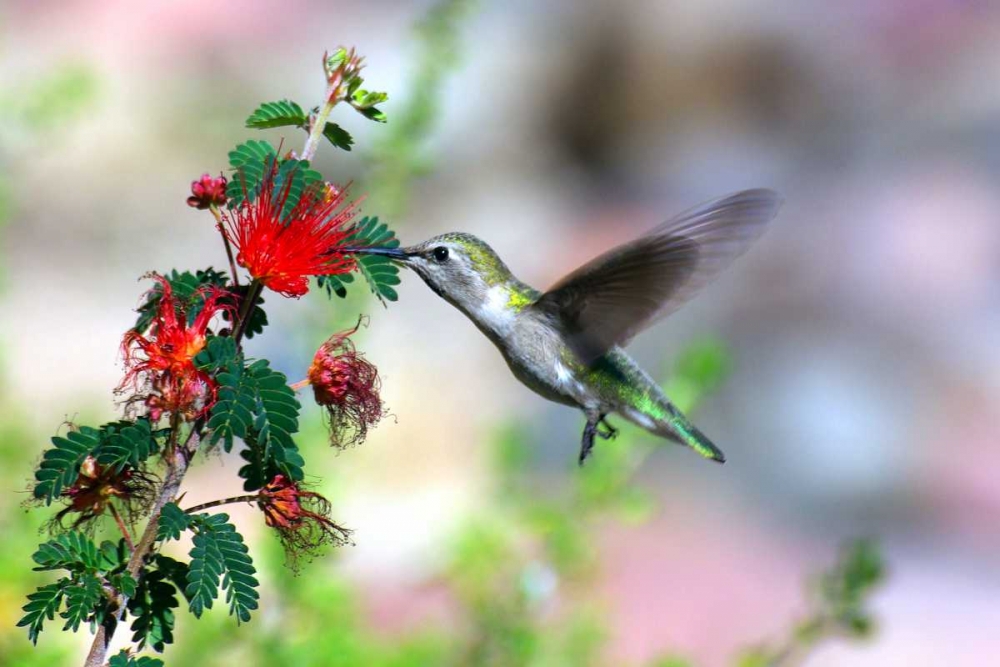 Hummingbird art print by Douglas Taylor for $57.95 CAD