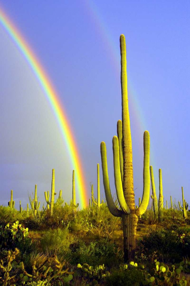 Saguaro Rainbow II art print by Douglas Taylor for $57.95 CAD