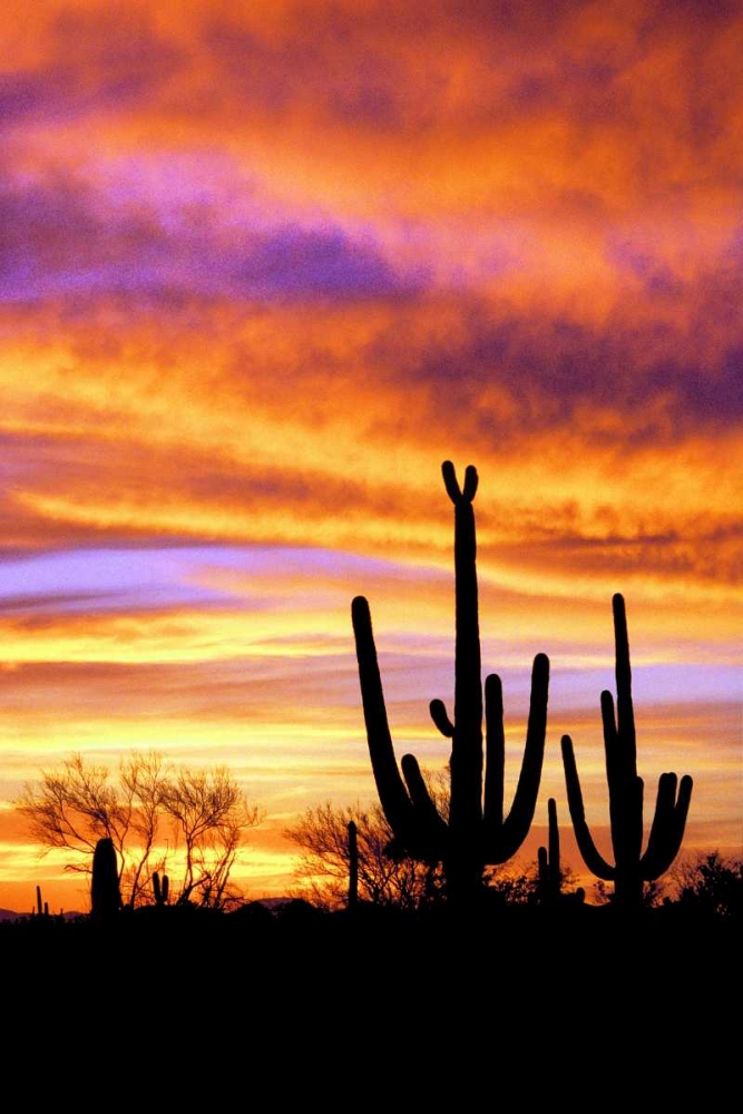 Sky a Fire II art print by Douglas Taylor for $57.95 CAD