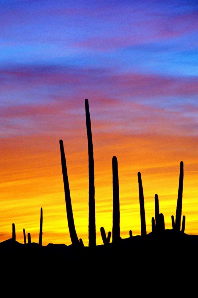 Solstice Sunset art print by Douglas Taylor for $57.95 CAD