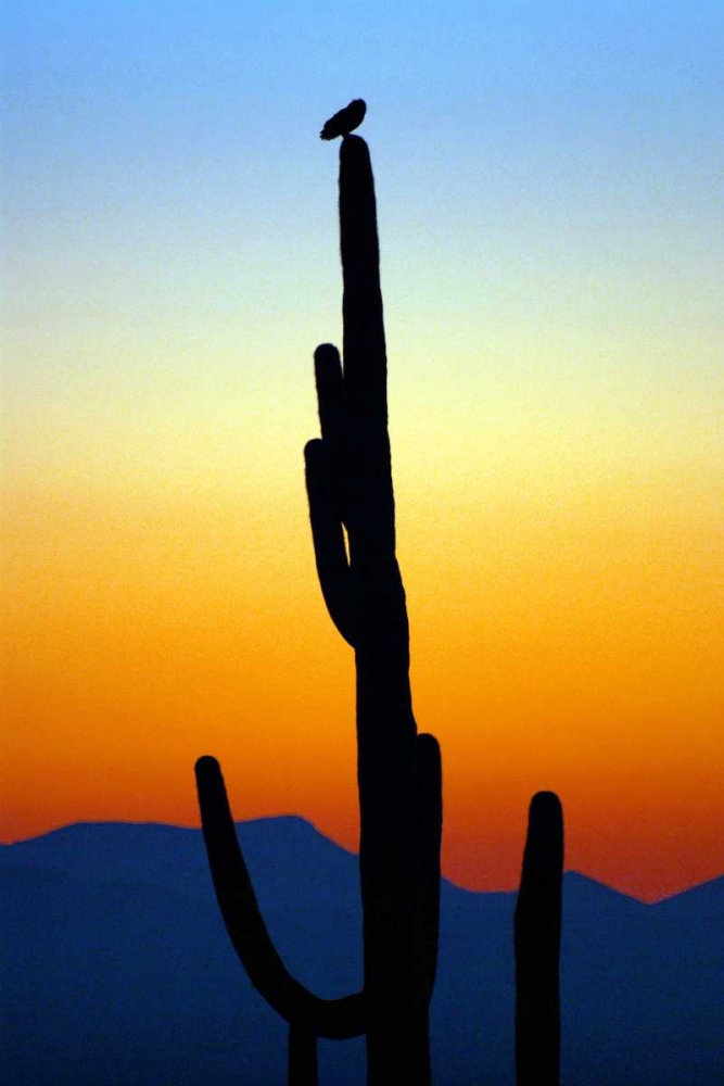Owl at Sunset art print by Douglas Taylor for $57.95 CAD