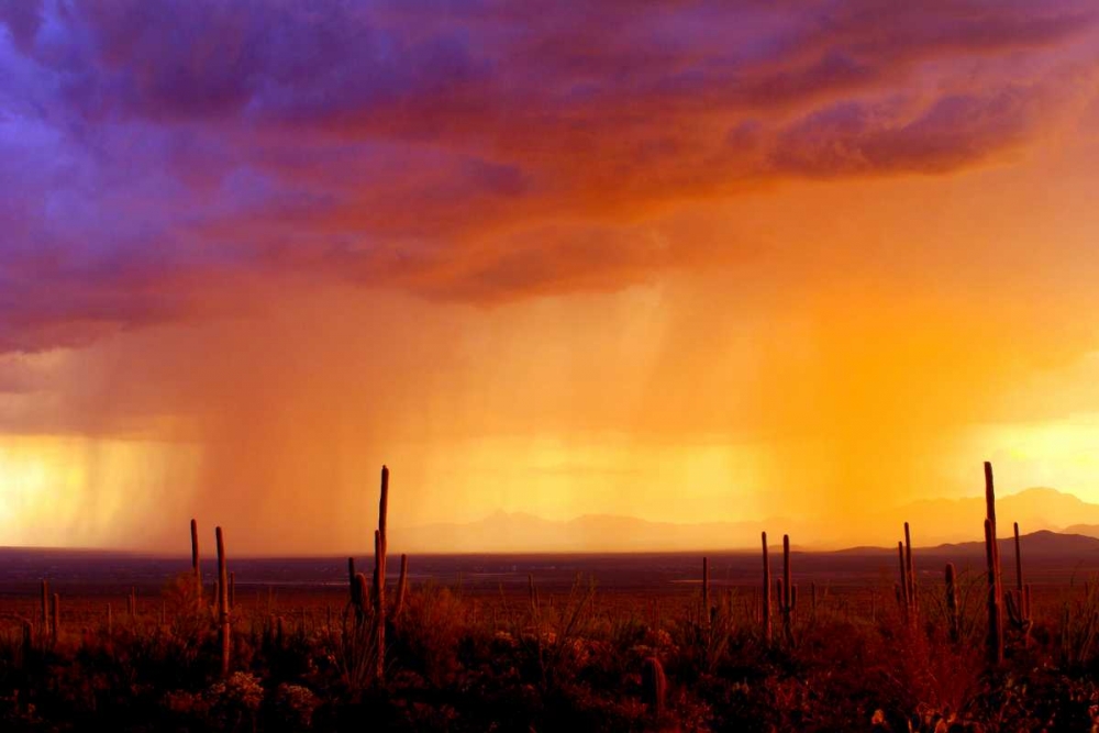 Evening Rain art print by Douglas Taylor for $57.95 CAD
