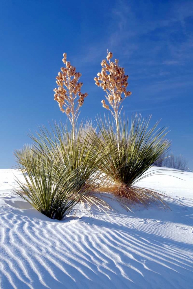 Yuccas and White Sand I art print by Douglas Taylor for $57.95 CAD