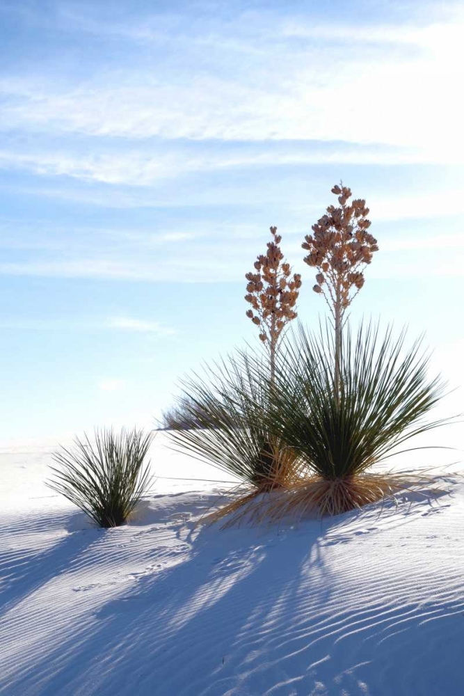 Yuccas and White Sand II art print by Douglas Taylor for $57.95 CAD